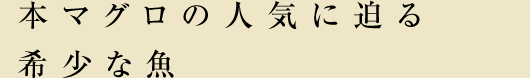本マグロの人気に迫る希少な魚